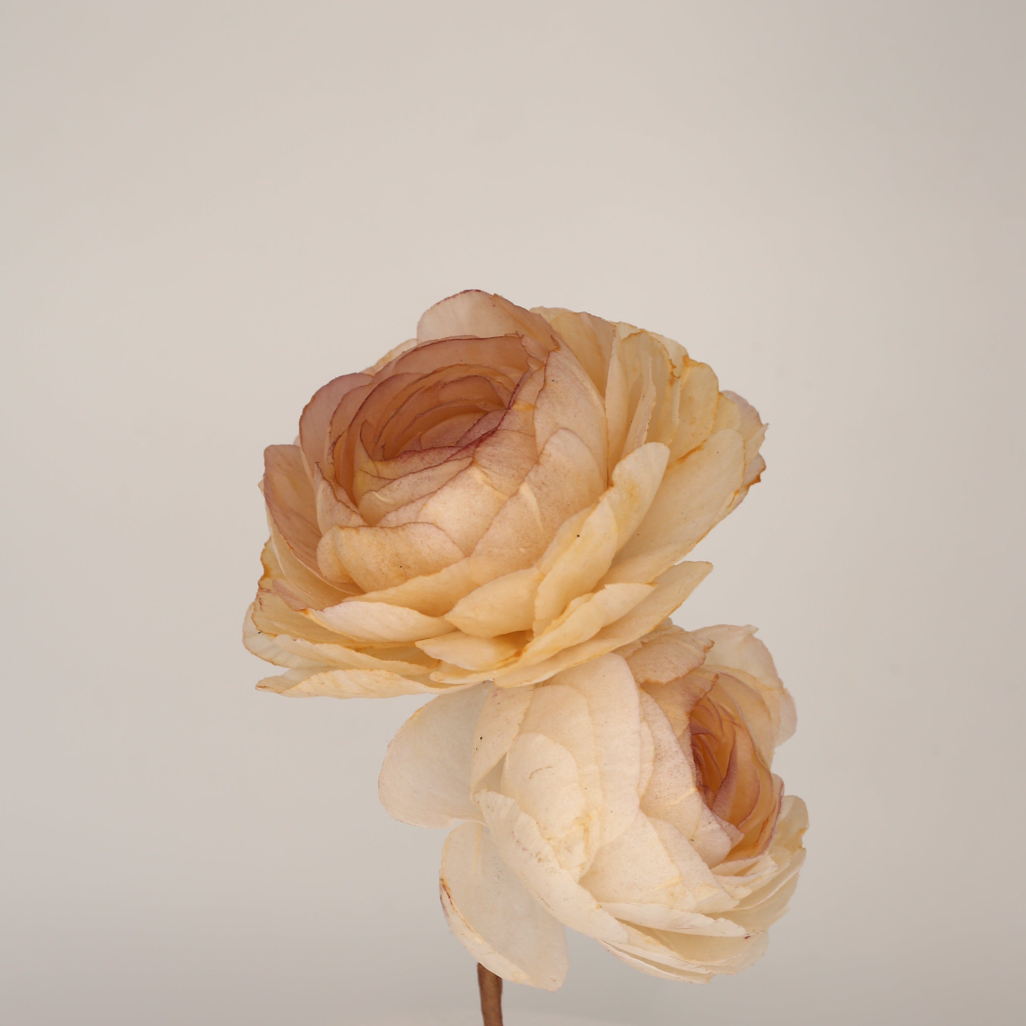 WAFER PAPER RANUNCULUS